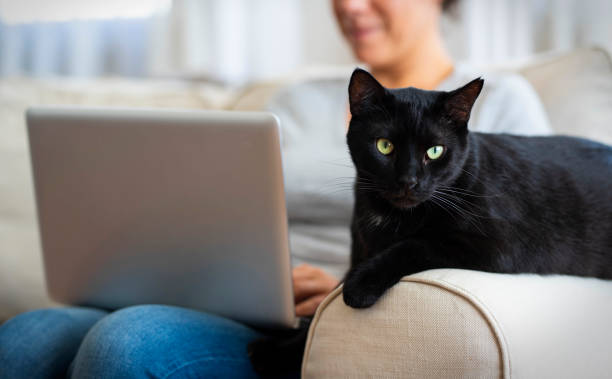istock Woman working at home and sitting with her cat 1220732201
