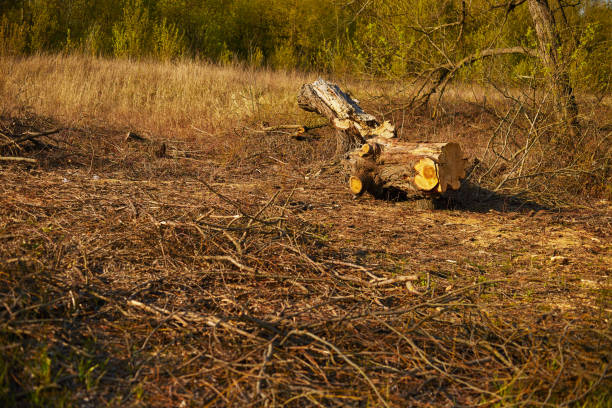 istock Close-up of deforestation at sunset 1220732752