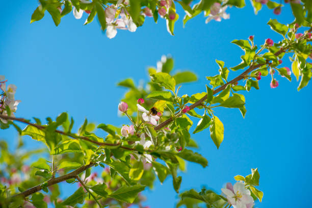 Bumblebee searching for nectar in a blossoming apple tree in sunlight in spring, Almere, Flevoland, The Netherlands, April 23, 2020