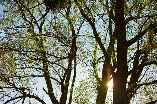 Spring trees in the forest at sunset