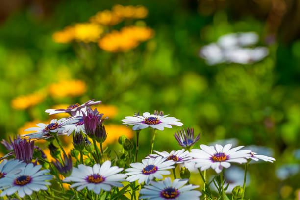 Colorful flowers in a bright lush garden in sunlight in spring, Almere, Flevoland, The Netherlands, April 23, 2020