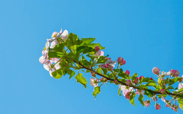 istock Blossoms in an apple tree in a garden below a blue sky in sunlight in spring 1220733547