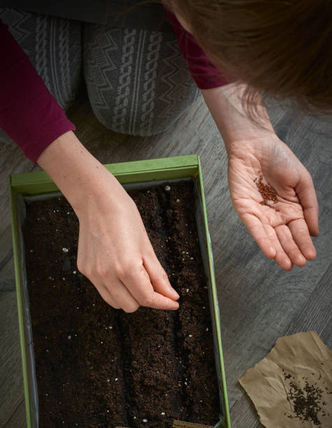 istock Planting seeds at home. 1220733628