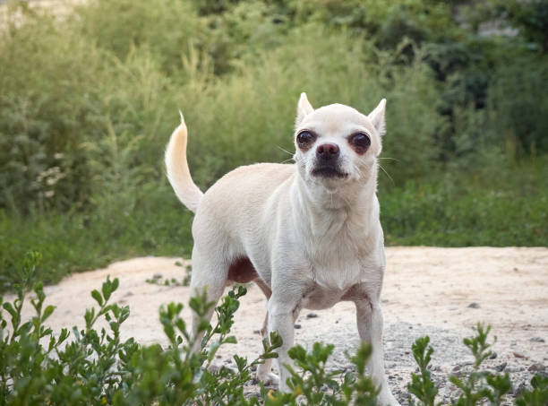 istock Portrait of small dog. 1220733653