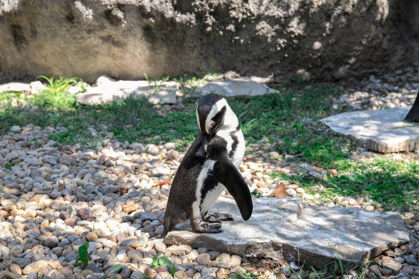 afrikanischer pinguin in der natur. sonnigwarmer warmer tag - antarctica penguin ice emperor stock-fotos und bilder