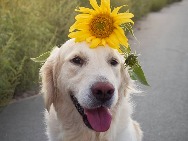 istock Retriever on the road. 1220734375