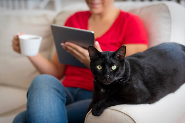 istock Woman working at home and sitting with her cat 1220735004