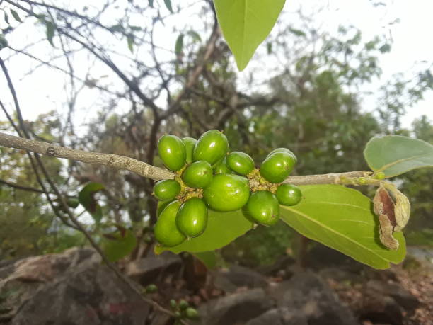 istock Green wild bhela fruits 1220735363