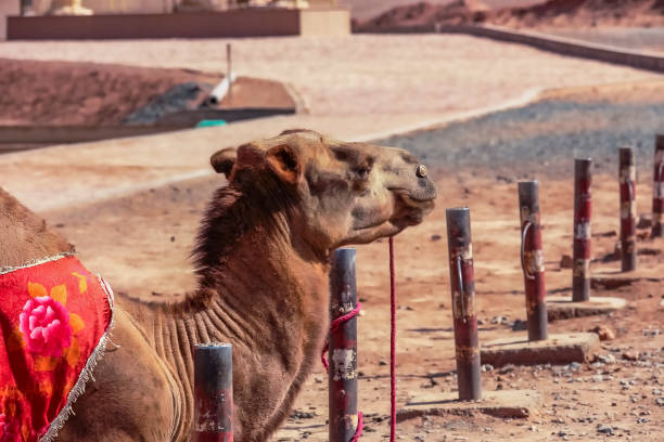 camelo bactriano do norte de xinjiang nas montanhas flamejantes em turpan, china - turpan - fotografias e filmes do acervo