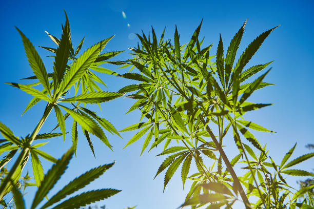 Beautiful still life with copy space of marijuana plant on blue sky background stock photo