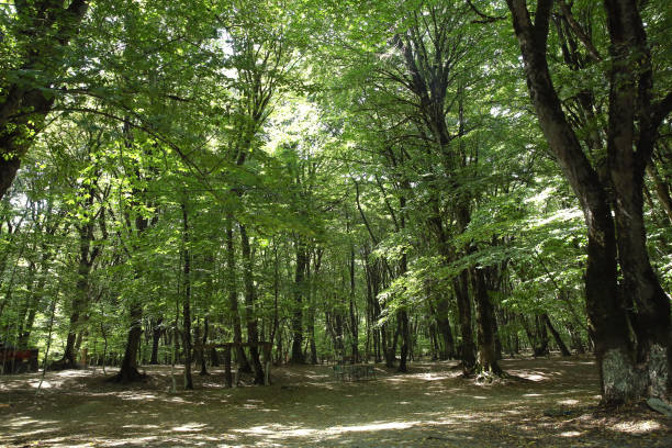 istock Green thin trees in forest. One old moss covered beech tree among several younger ones in a beech forest. Soderasen national park in Azerbaijan Ismayilli .beautiful green forest in spring . 1220736469