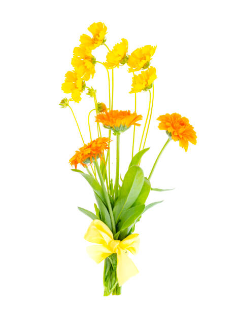 istock Bunch of orange wildflowers on white background 1220737035