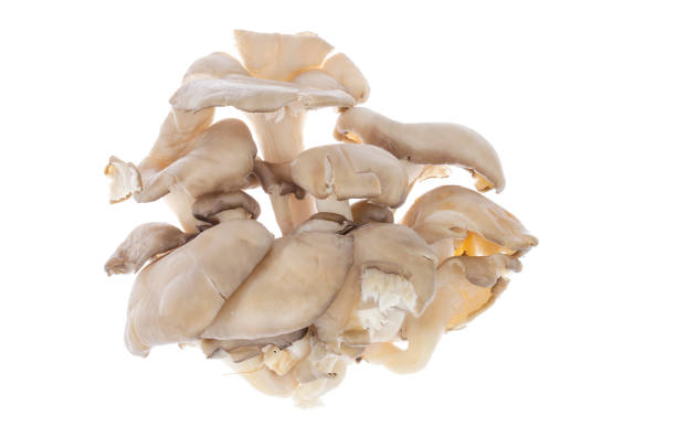istock Gray fresh oyster mushrooms isolated on white background. 1220737334