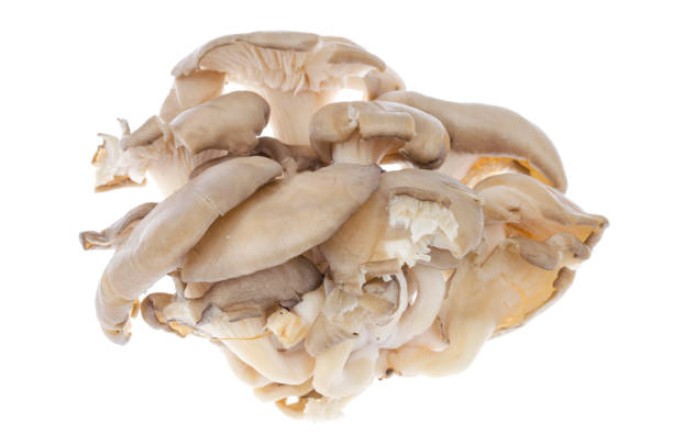 Oyster mushrooms in a blue package. Edible mushrooms in a package. Oyster mushrooms.