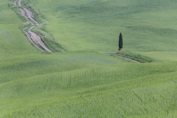 a lone cypress tree in the val d'orcia, tuscany. - val tuscany cypress tree italy imagens e fotografias de stock