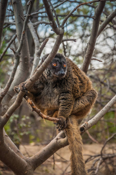 maior lêmure de bambu está descansando em uma árvore - koala bear animals in the wild perching - fotografias e filmes do acervo