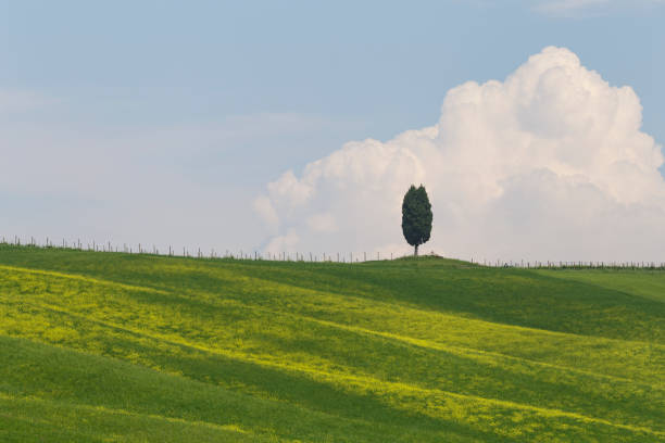 istock A lone cypress tree in the Val d'Orcia, Tuscany. 1220738582