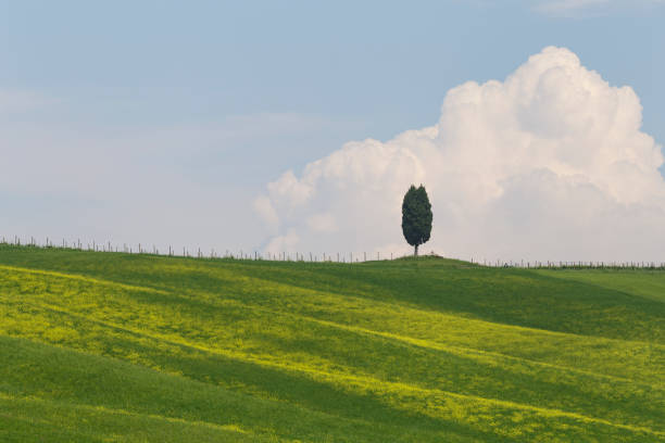 a lone cypress tree in the val d'orcia, tuscany. - val tuscany cypress tree italy imagens e fotografias de stock