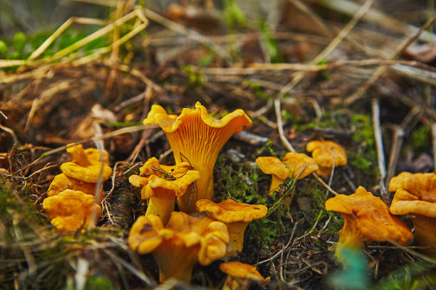 istock large group of chanterelles growing in forest 1220739116
