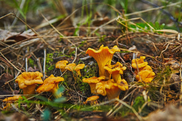 istock large group of chanterelles growing in forest 1220739391