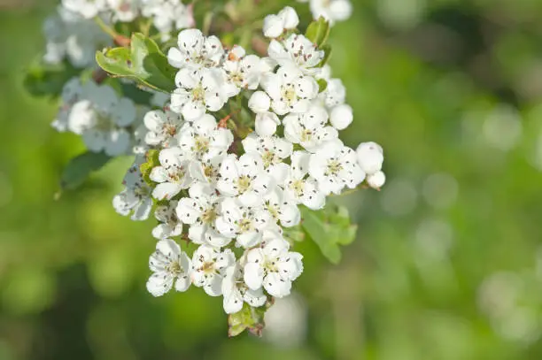 hawthorn in full bloom folklore abounds around this sturdy traditional hedge plant known for its medicinal properties