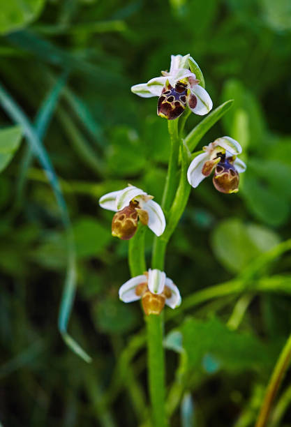 Wild rare bee orchid blooming in mediterranean area at spring stock photo