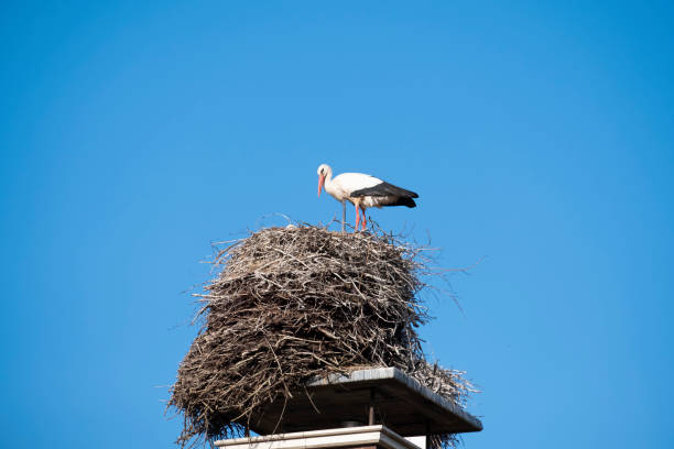 istock A stork stands in its nest on a chimney, in the spring , blue sky in background 1220740574