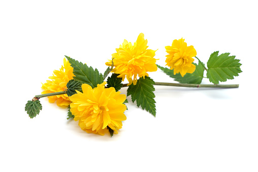 twig of Kerria japonica with double flowerheads on white isolated background