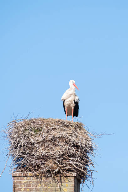 istock A stork stands in its nest on a chimney, in the spring , blue sky in background 1220740846