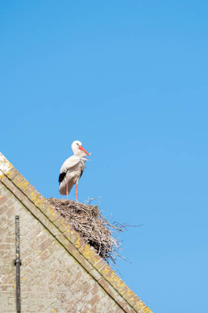 A stork stands on a chimney in its nest, the wind blows through the feathers, blue sky in background.
