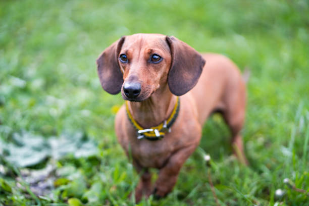 istock Pedigree dachshund on the green grass 1220740924