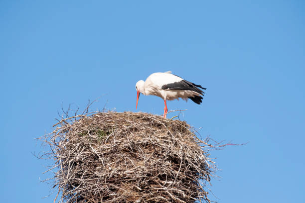 istock A stork stands in its nest on a chimney, in the spring , blue sky in background 1220741082