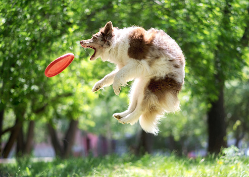 Border collie catching frisbee. A dog plays with a frisbee in the park and catches it in the air.