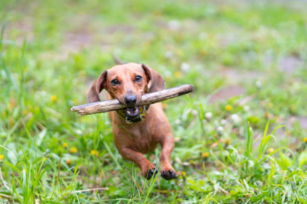 istock The brown dachshund plays on the grass with a cane in the teeth 1220741297