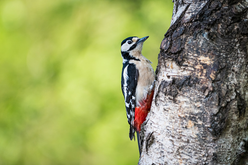 Spotted woodpecker on birch trunk with fresh spring green