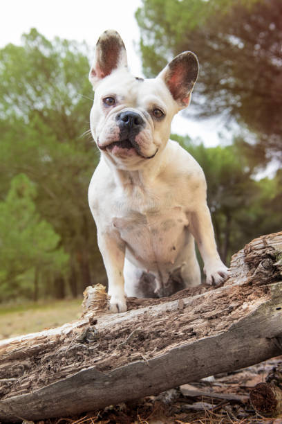 istock French bulldog in the forest on a tree trunk. 1220742121