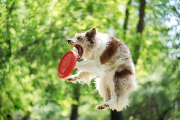 istock Border collie dog catches a flying disc 1220742455