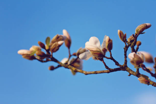 fresh blossoms on a magnolia branch against the clear blue sky in springtime - focus on foreground magnolia branch blooming imagens e fotografias de stock