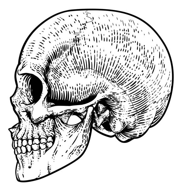 두개골, 그림, 사신, 빈티지, 나무, 나무, 그림 - skull isolated human head human face stock illustrations