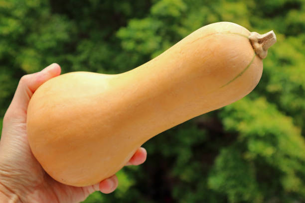 Man's Hand Holding a Ripe Butternut Squash with Blurry Green Foliage in the Backdrop