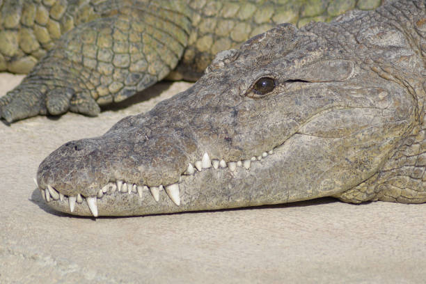 istock Crocodile head sunbathing in a natural park - Crocodylus niloticus 1220744081