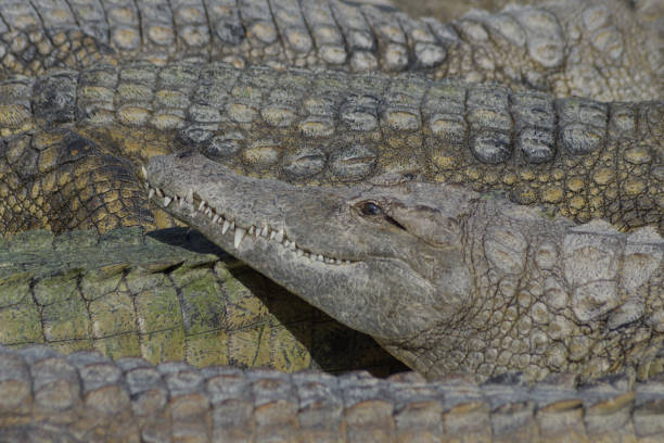 istock Crocodile between crocodiles  in a zoo natural park - Crocodylus niloticus 1220744114