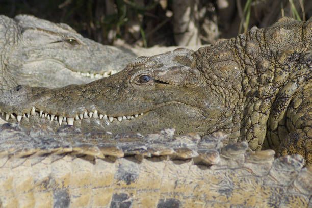 istock Crocodile between crocodiles sunbathing in a natural park - Crocodylus niloticus 1220744125