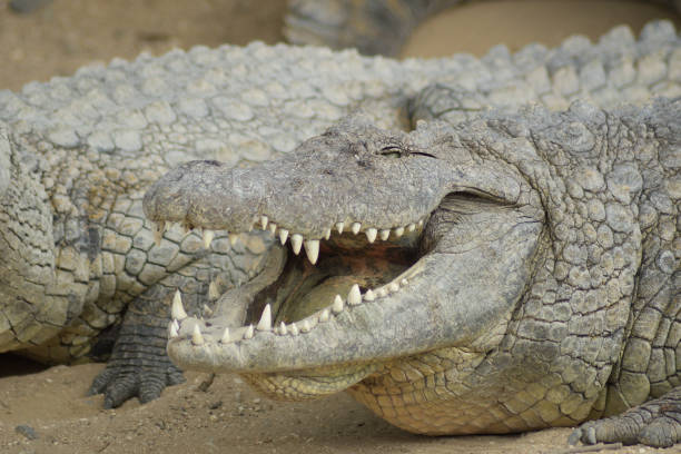 istock Crocodile sunbathing with open mouth - Crocodylus niloticus 1220744139