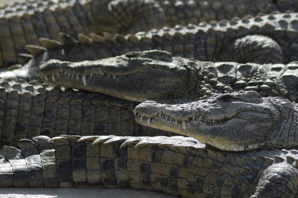 istock Crocodiles sunbathing between crocodiles in a natural park 1220744152