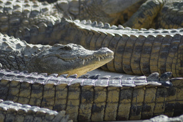 istock Crocodile between crocodiles sunbathing in a natural park - Crocodylus niloticus 1220744155