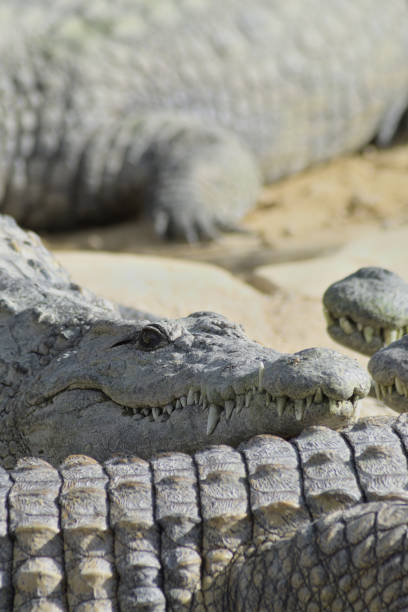 istock Crocodile head between crocodiles  in a natural park - Crocodylus niloticus 1220744172