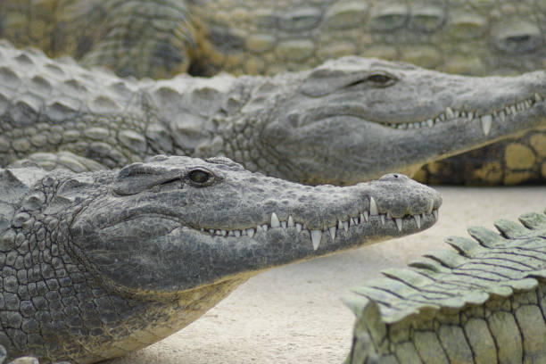 istock Crocodiles sunbathing in a natural park - Crocodylus niloticus 1220744175