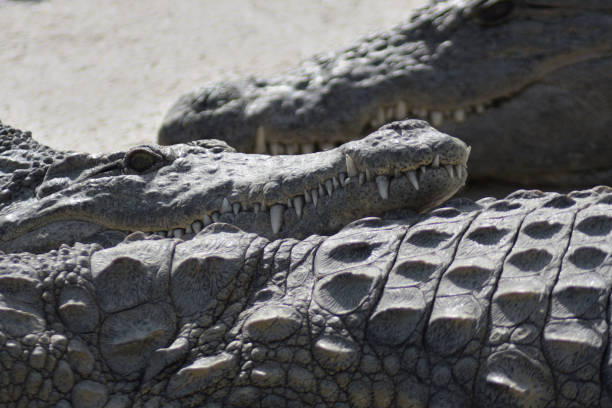 istock Crocodile sunbathing between crocodiles in a natural park - Crocodylus niloticus 1220744181