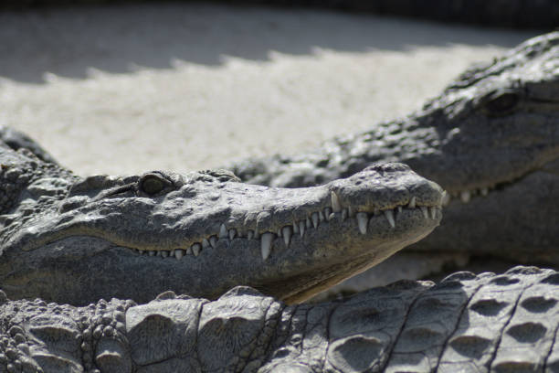 istock Crocodile between crocodiles  in a natural park - Crocodylus niloticus 1220744193